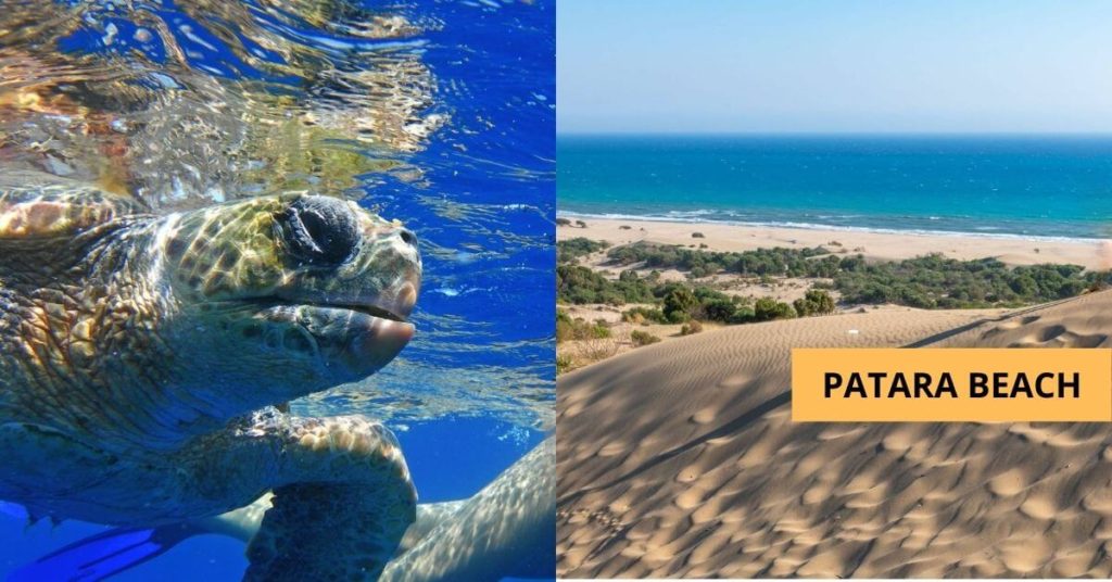 Patara beach Caretta Turtles